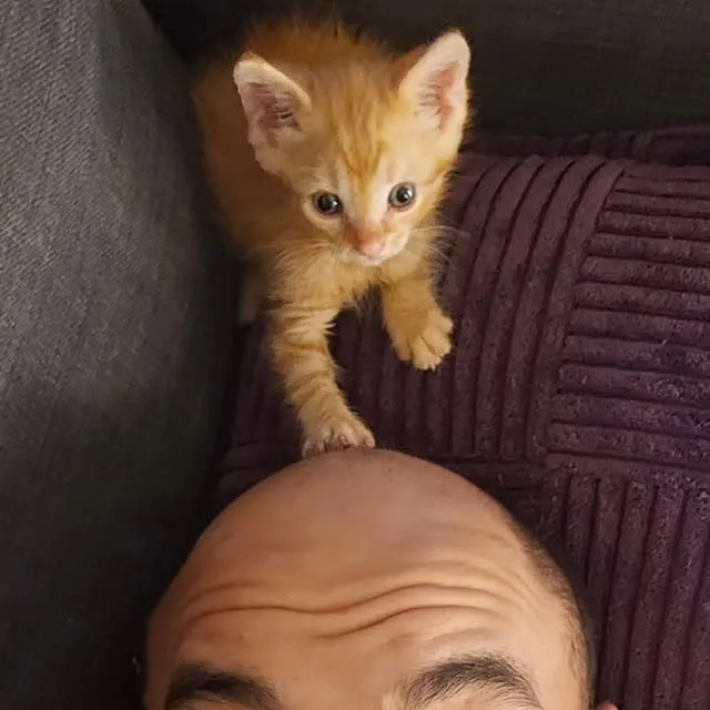A kitten climbing over David on the couch
